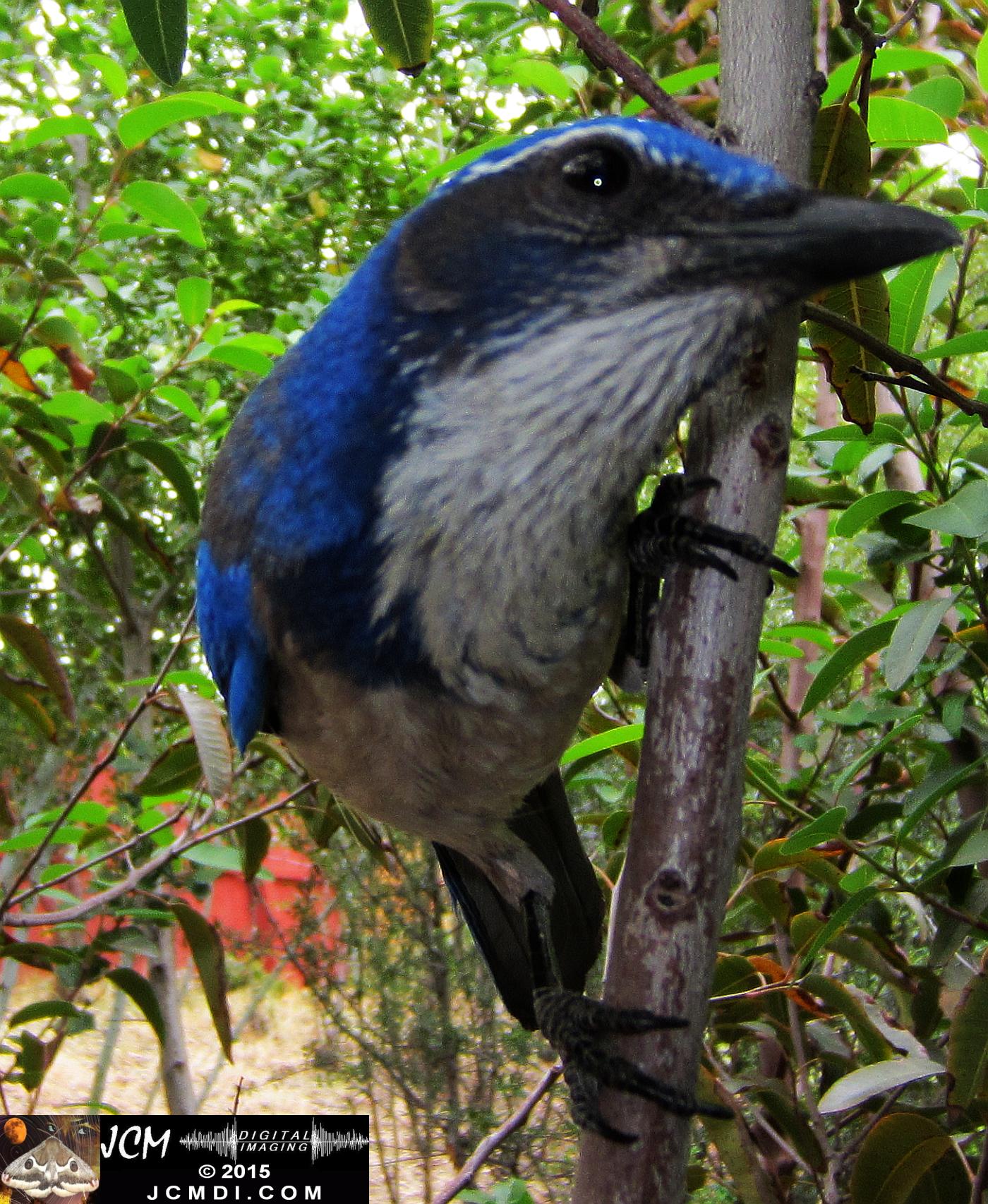 Scrub Jay stills in Santa Clarita, Ca jcmdi.com